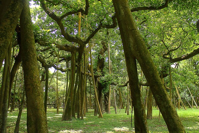 Great-Banyan-Tree.jpg