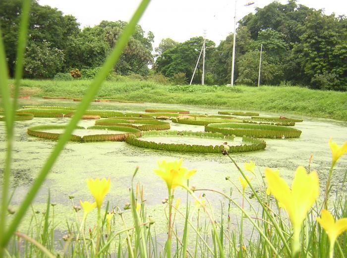 Indian-Botanic-Garden.jpg